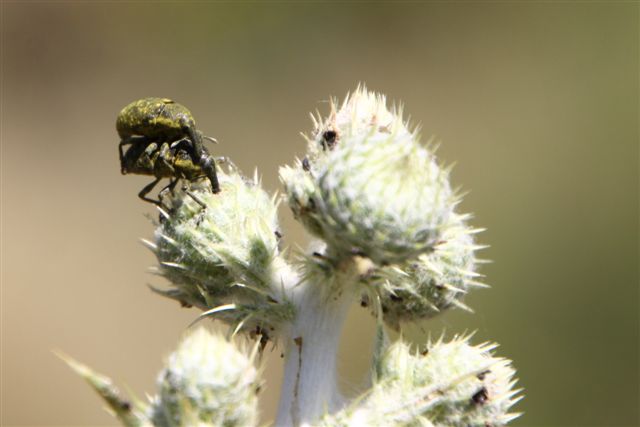 Larinus sp. in copula